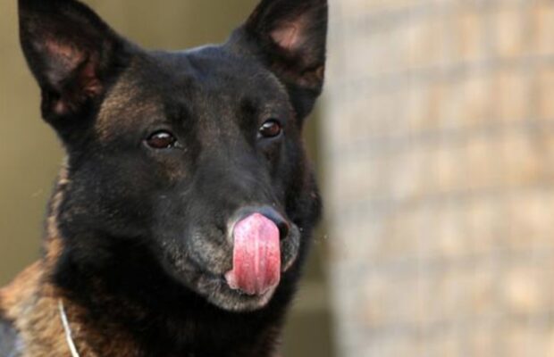 Un homme obligé d’être amputé de ses jambes et de ses bras après avoir été léché par un chien