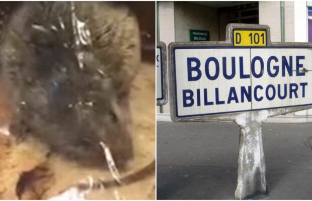 Boulogne-Billancourt : elle découvre une souris dans sa baguette à Carrefour
