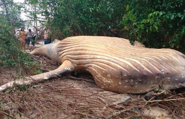 Mystère : Un cadavre de baleine retrouvé en plein milieu de la forêt amazonienne