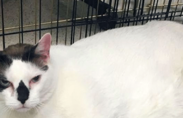 États-Unis : ce chat obèse choque la toile