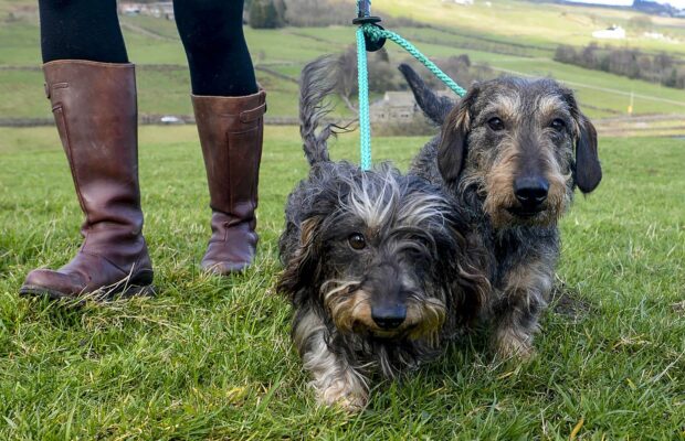 Disparu depuis 4 jours, vous ne devinerez jamais où ils ont retrouvé leur chien