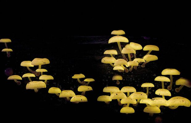 Australie : des chercheurs découvrent un champignon qui produit de l’or