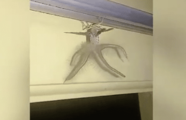 Bali : un homme filme un papillon creatonotos gangis chez lui
