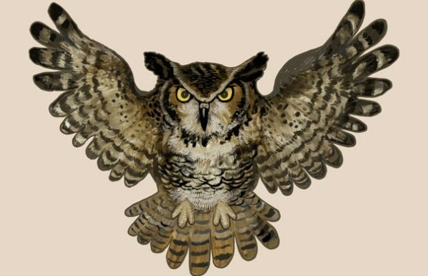 Elle découvre un hibou dans son sapin !
