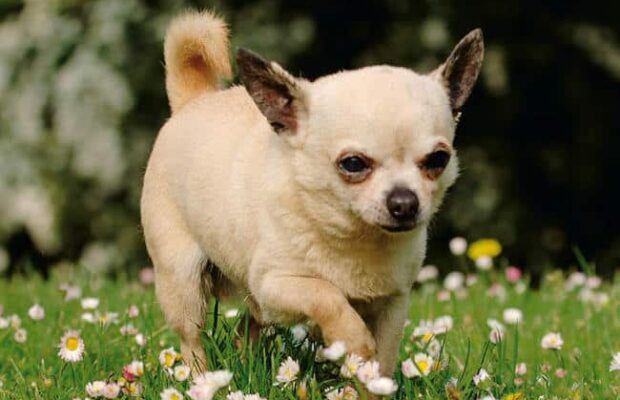 Havre : une ado de 17 ans refuse de donner son adresse, l’inconnu tue son chien d’un coup de pied Havre : une ado de 17 ans refuse de donner son adresse, l'inconnu tue son chien d'un coup de pied