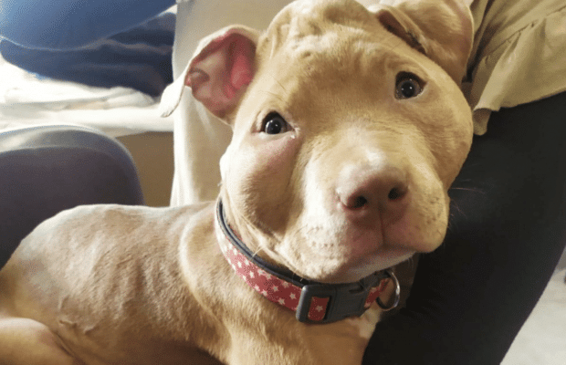 Pattes fracassées, tête déformée, brûlures à l'acide... Un chiot de 4 mois tabassé