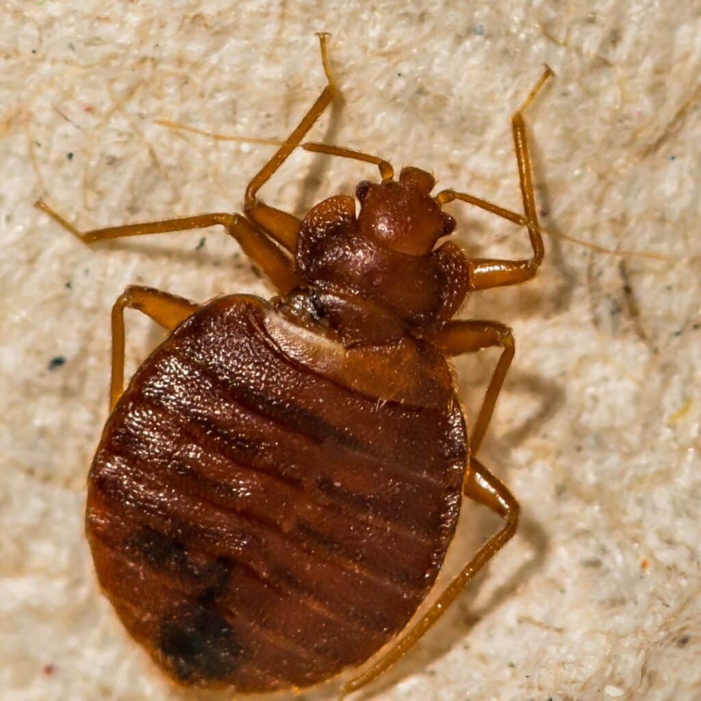 Punaises de lit : ce produit que l’on a tous dans le placard permet de les repousser naturellement