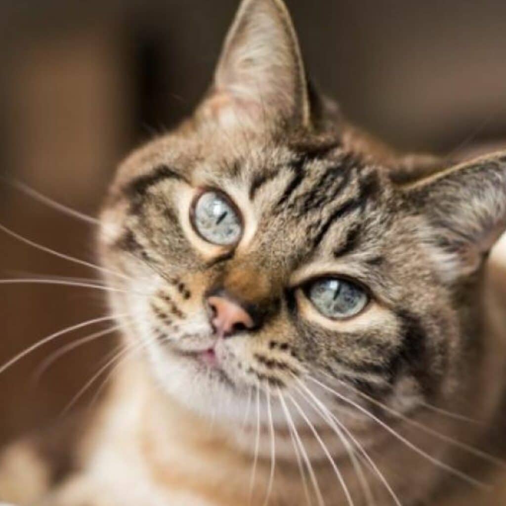La raison peu ragoûtante pour laquelle il ne faut pas jeter les excréments de vos animaux par la chasse d'eau