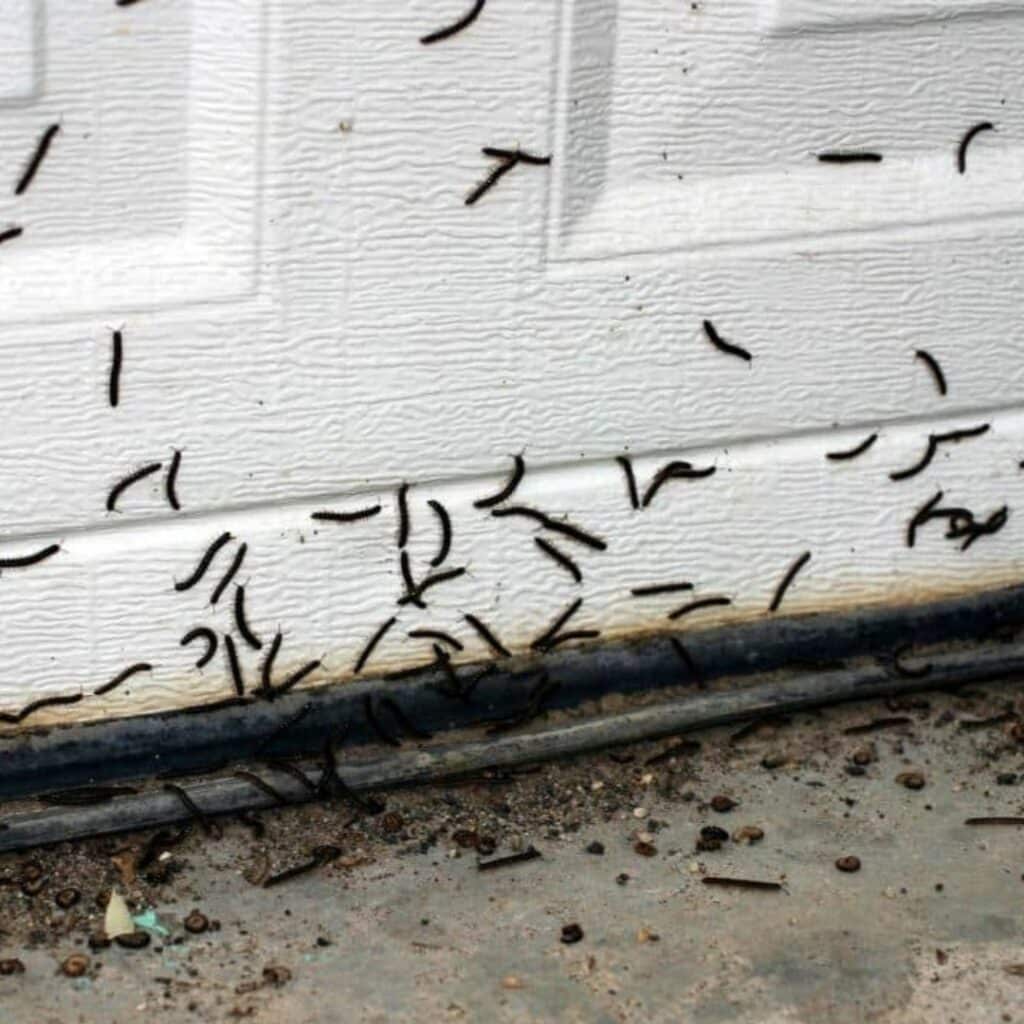 Après les punaises de lit, attention aux vers noirs dans votre maison cet hiver