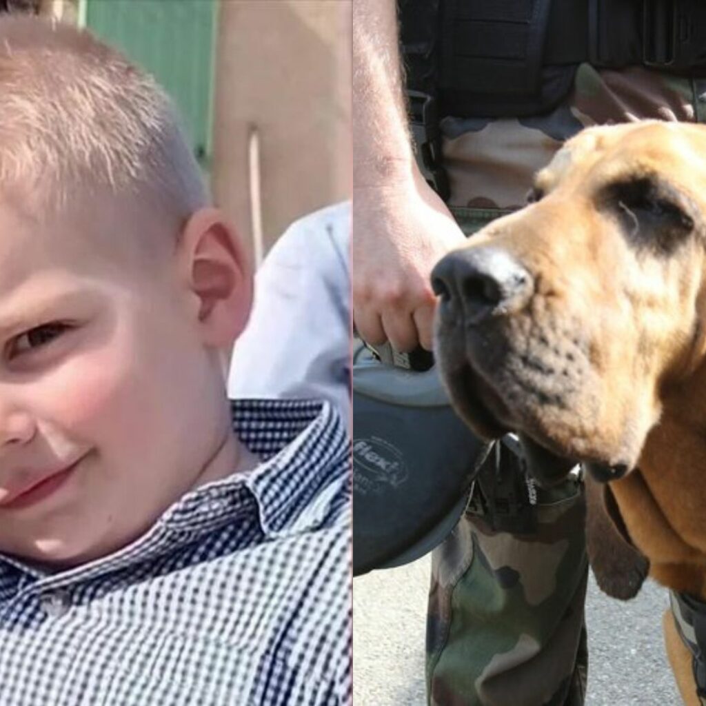 Décès d’Émile : le travail des chiens pisteurs a été altéré