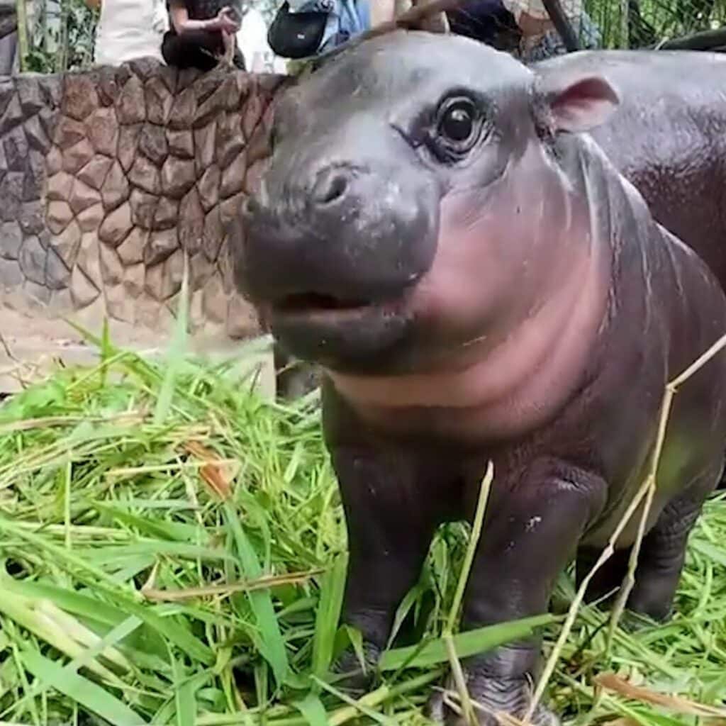 Une TikTokeuse se rend en Thaïlande pour rencontrer Moo Deng le bébé hippopotame nain, star des réseaux sociaux