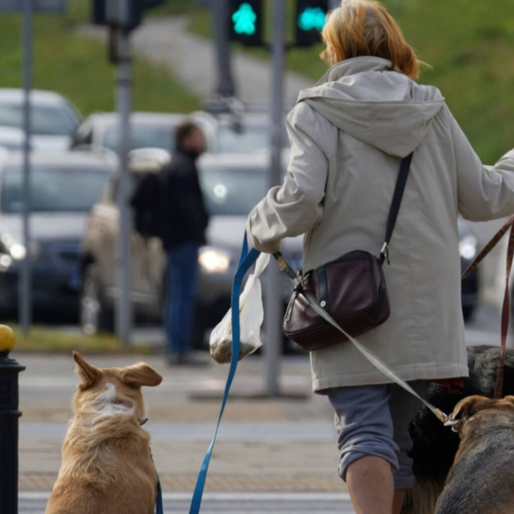 Villeneuve-le-Roi : une femme se fait poignarder par des hommes voulant voler son chien