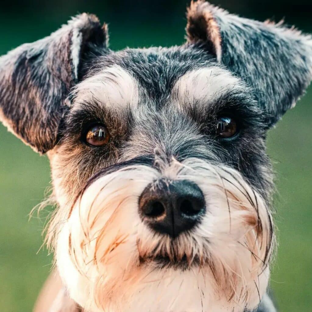 Une femme noie son chien dans les toilettes de l’aéroport dont il a été refusé