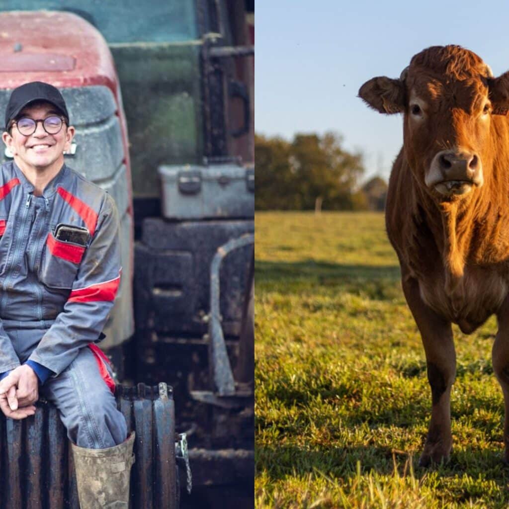 Antoine (L'amour est dans le pré) : après l'éviction de l'émission, une vache lui fonce dessus