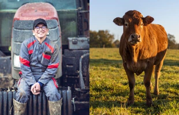 Antoine (L'amour est dans le pré) : après l'éviction de l'émission, une vache lui fonce dessus