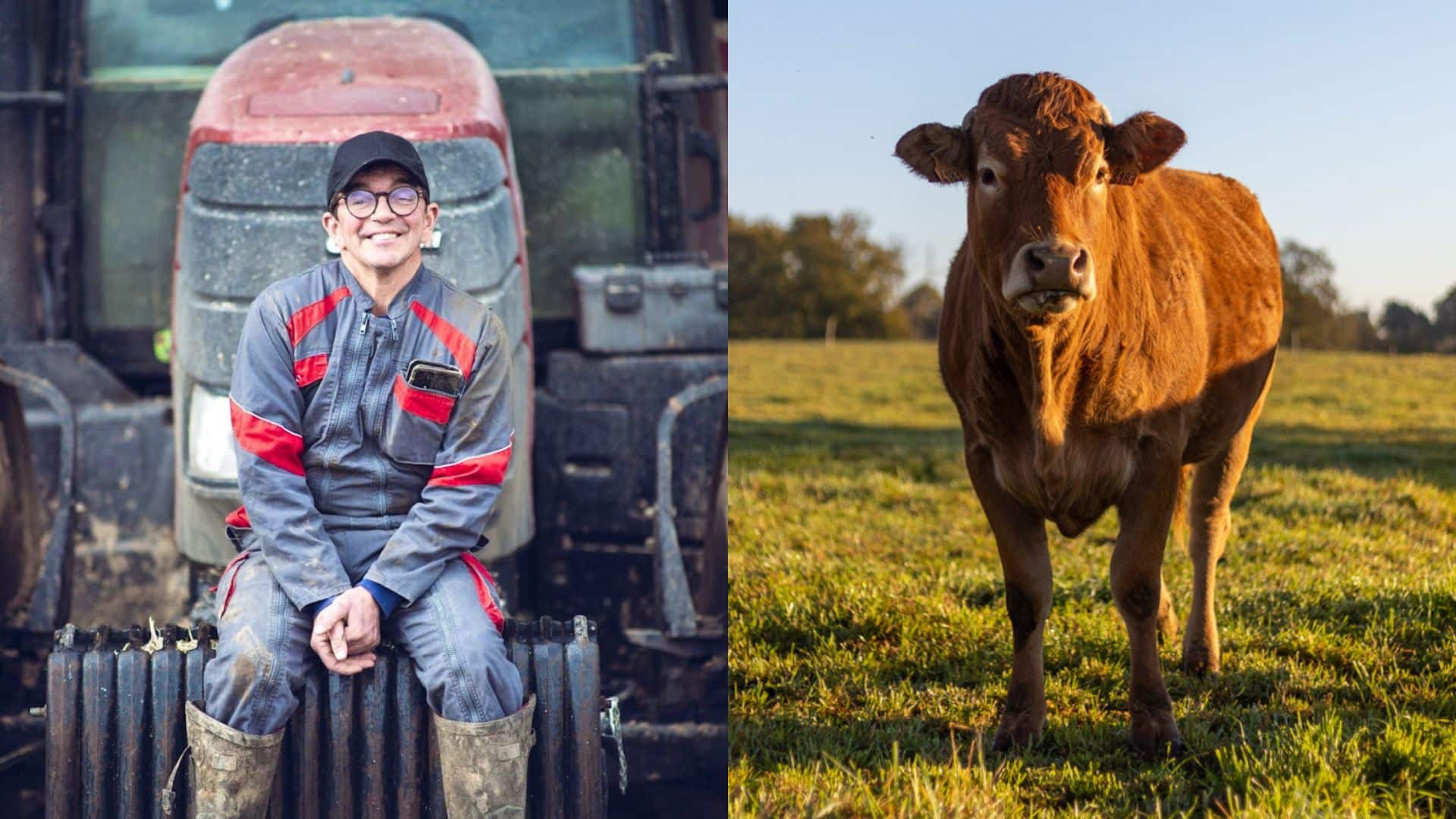 Antoine (L'amour est dans le pré) : après l'éviction de l'émission, une vache lui fonce dessus