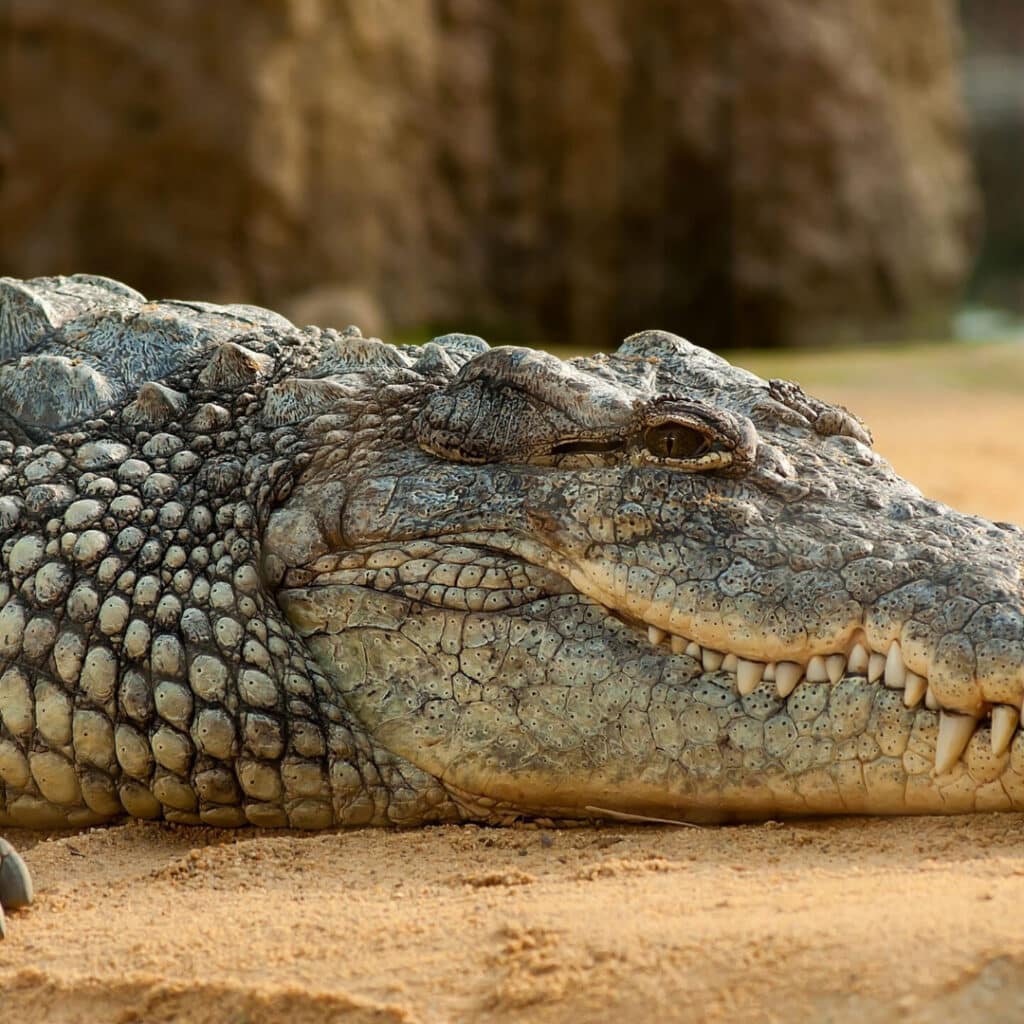 Un père de famille décède après une attaque de crocodile