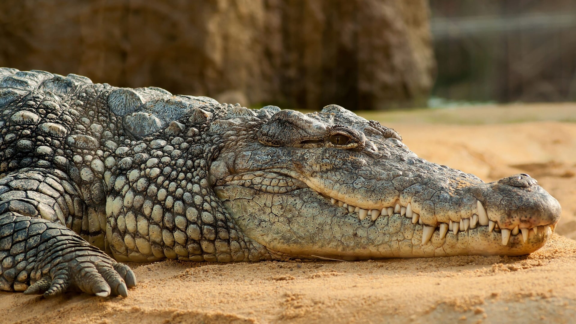 Un père de famille décède après une attaque de crocodile