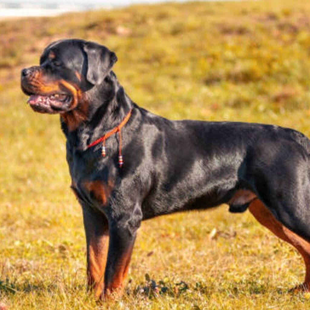 Loiret : un enfant de 9 ans décède après avoir été mordu par le Rottweiler de la famille