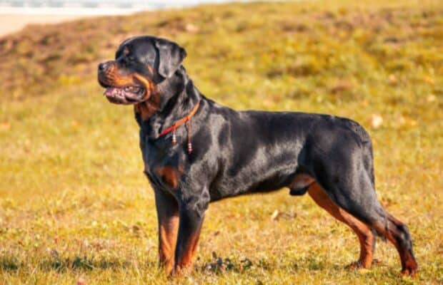 Loiret : un enfant de 9 ans décède après avoir été mordu par le Rottweiler de la famille