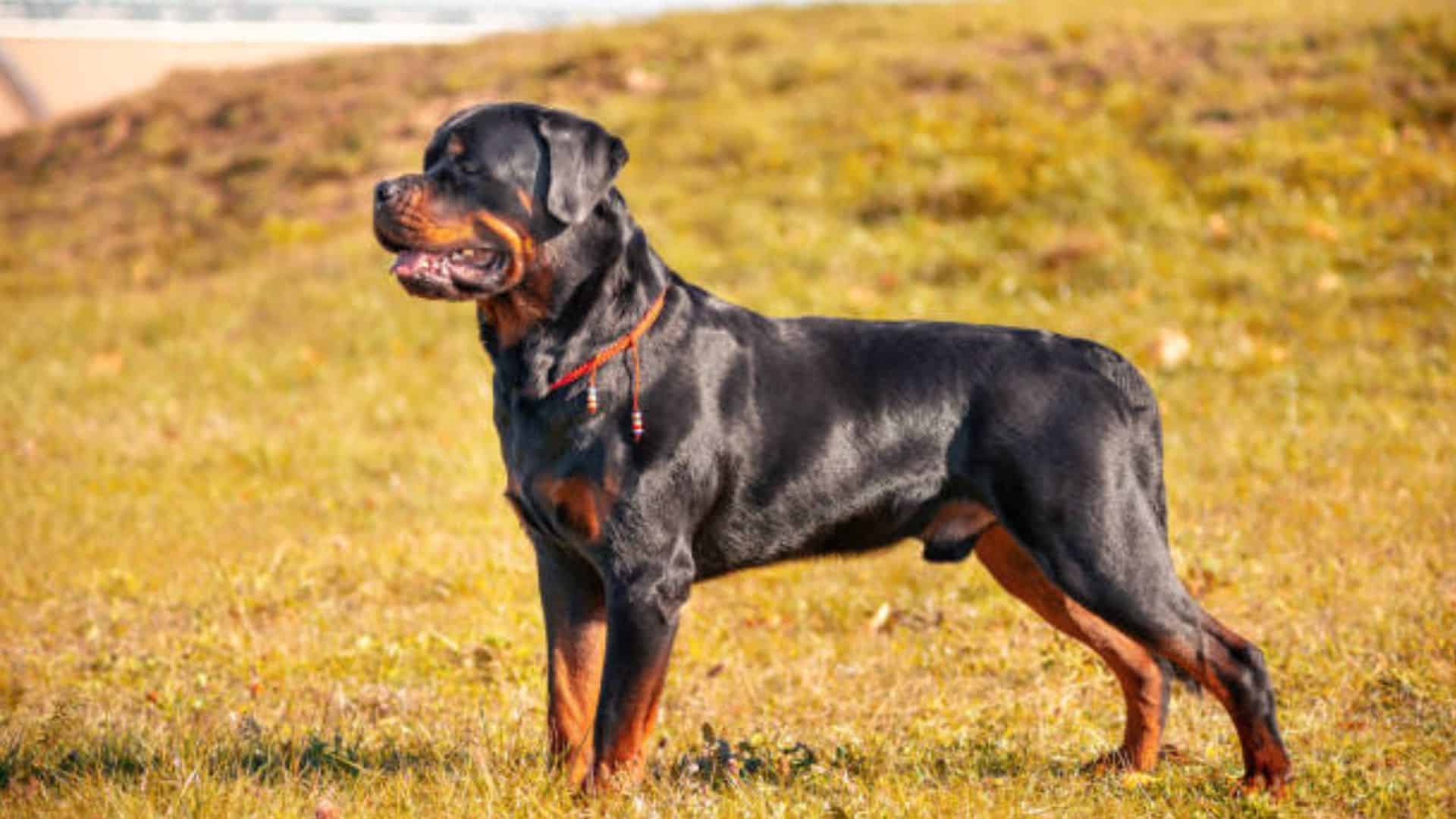 Loiret : un enfant de 9 ans décède après avoir été mordu par le Rottweiler de la famille