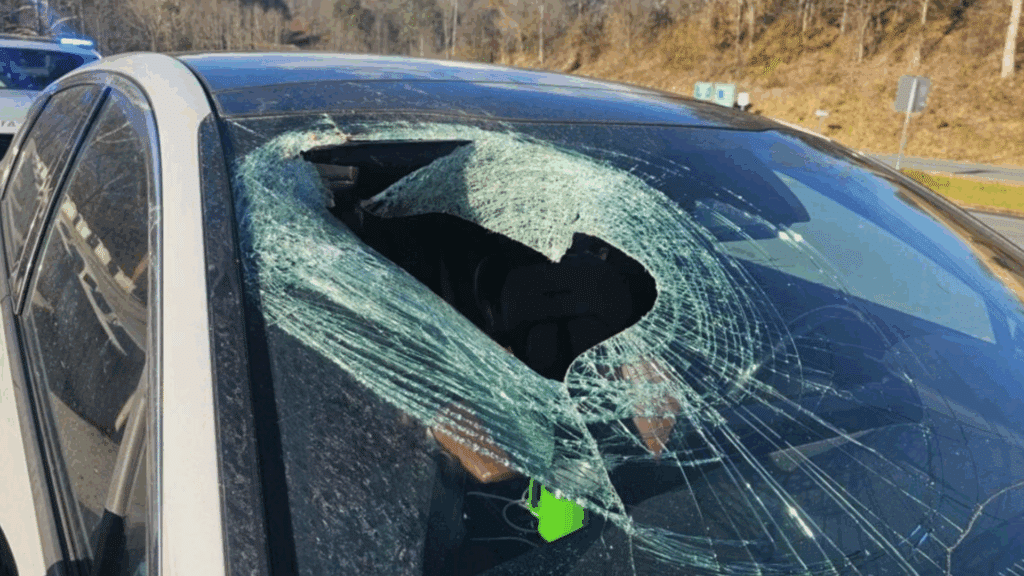 Une automobiliste surprise par un aigle qui lâche un chat sur son pare-brise