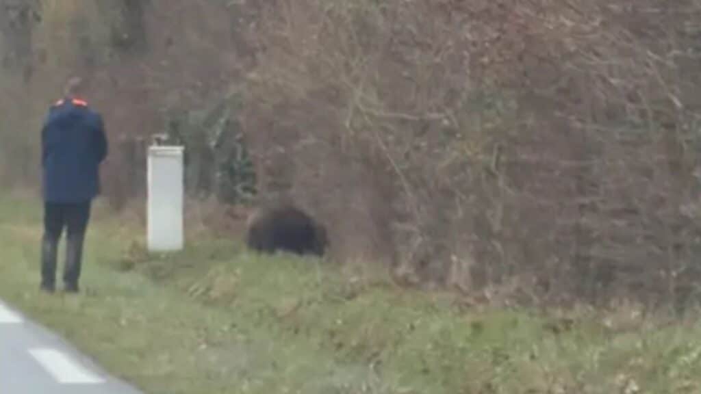 "J’ai eu très peur" : un chasseur tire sur un sanglier près de Châteauroux